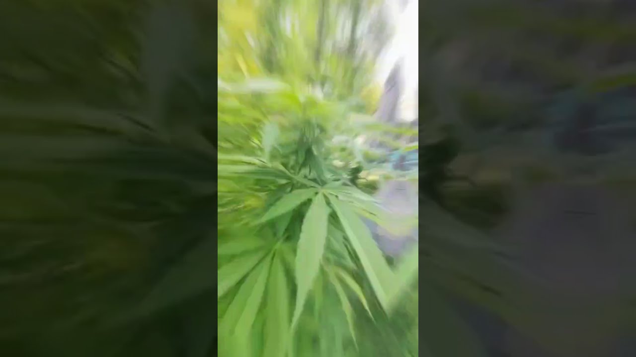 Mimosa X Orange Punch #420 #iloveweed #viral #indoorgrowing