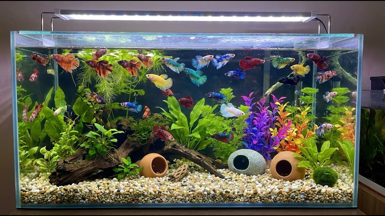 Betta Fish Showcase | Rare & Exotic Types #BettaFish #RareBetta #ExoticFish #Aquarium #FishShowcase