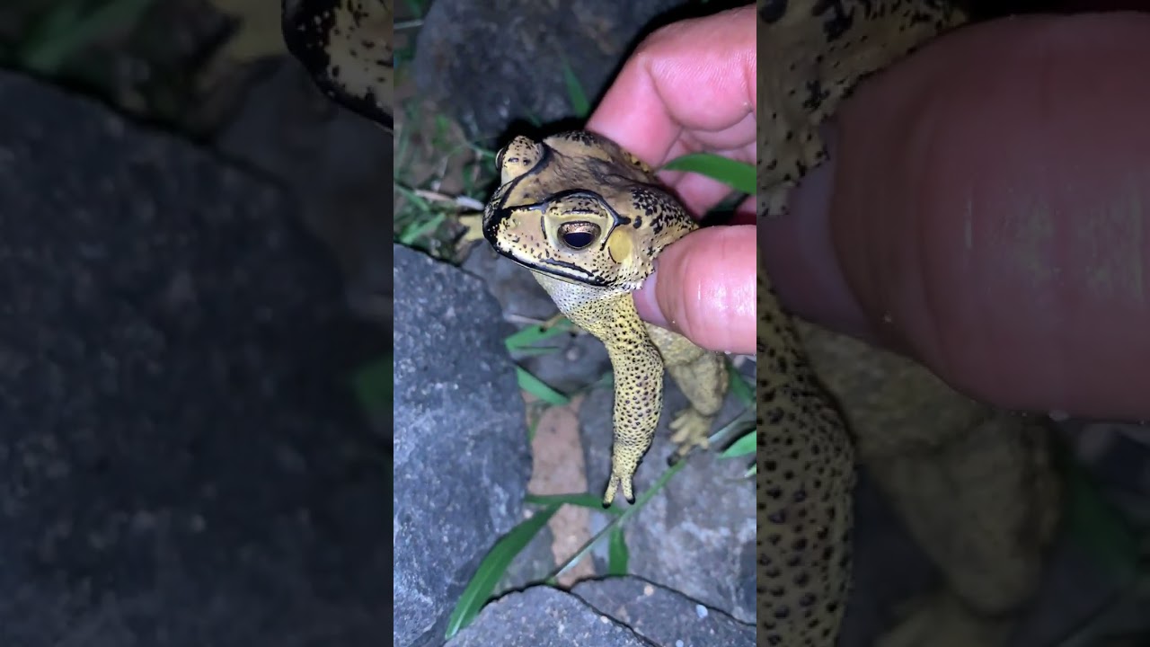 Asian Toad frog #virallife #rainfrog #animal #wildlife #viral #life #dailyvlog #shortsfeed  #toads