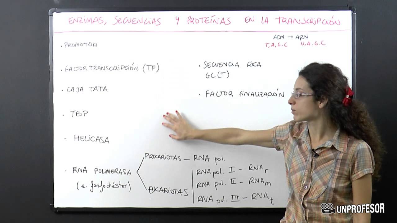Enzimas, secuencias y proteinas que intervienen en la transcripción
