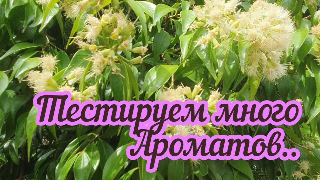 Тестируем ароматы.Летим на остров Гамильтон.