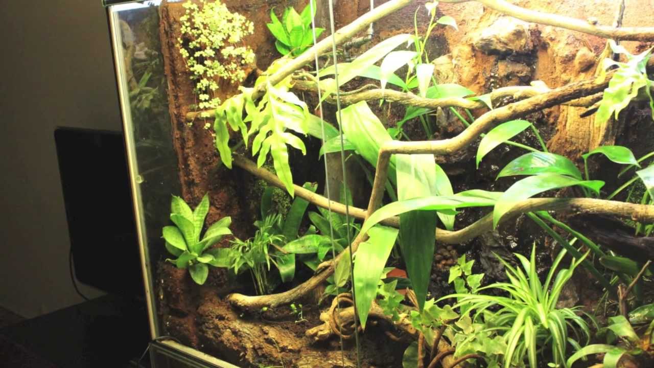 My rainforest terrarium