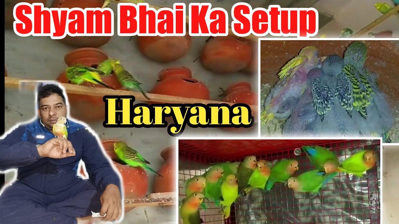 Shyam Bhai Ka Shandar Bird Breeding Setup, Charkhi Dadri, Haryana