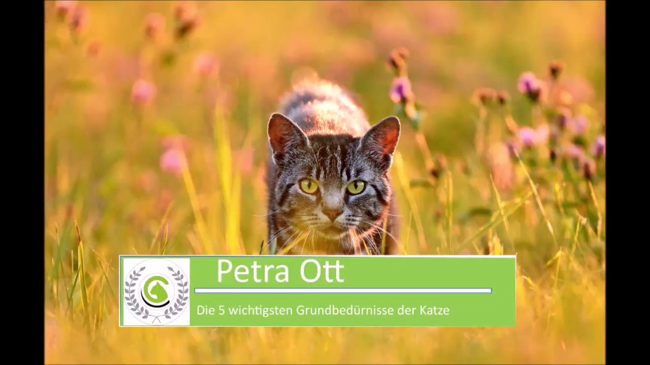 Die 5 wichtigsten Grundbedürfnisse für Katzen/erst dann ist die Katzen zufrieden