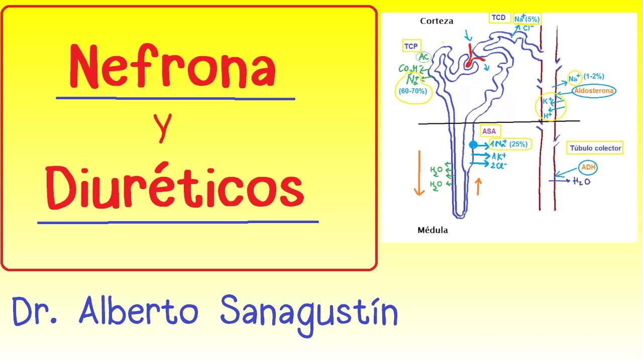 NEFRONA y DIURÉTICOS (Mecanismo de Acción)