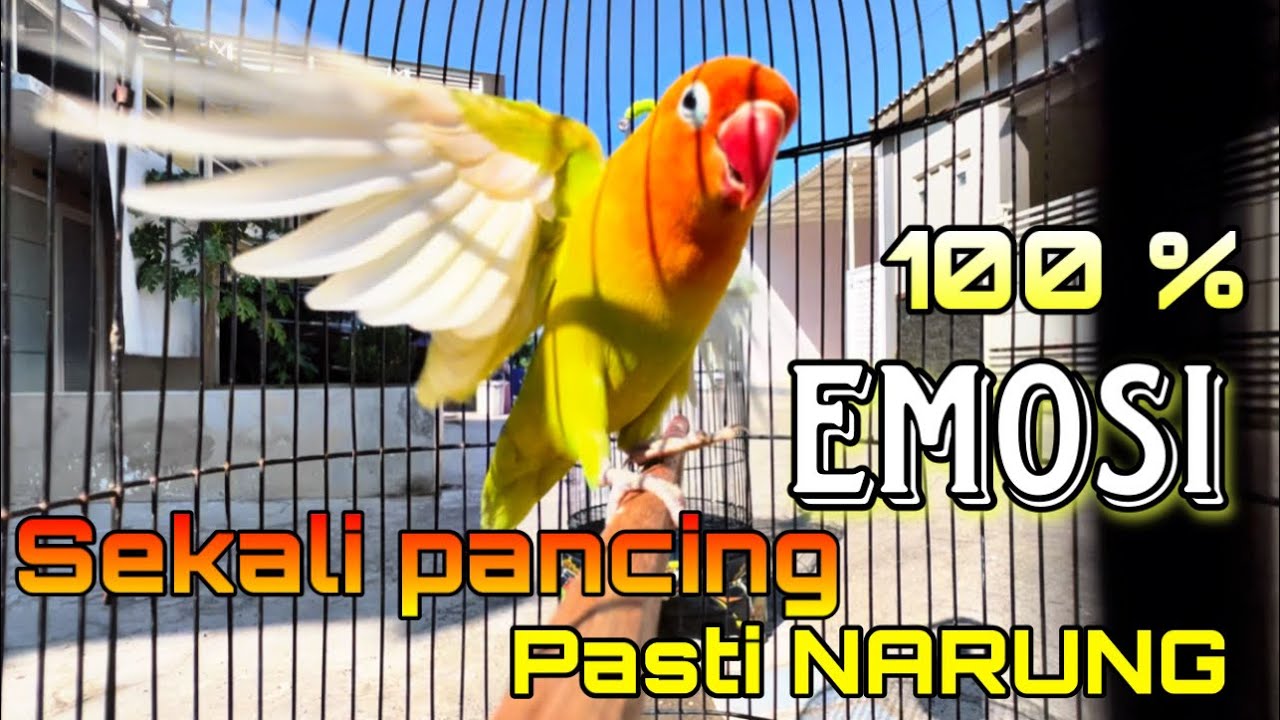 PANCINGAN LOVEBIRD PASKUN ll “Fighter Kowak-kowek “.