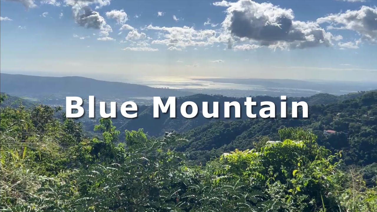 Exploring the Blue Mountains of Jamaica & A Cozy Coffee Shop Experience 🌄☕
