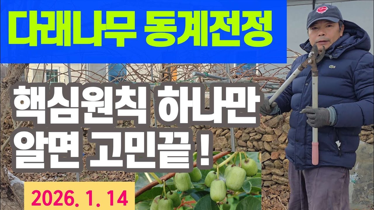 다래나무 가지치기 - 핵심원칙 하나만 알면 고민 끝! #다래나무 동계전정