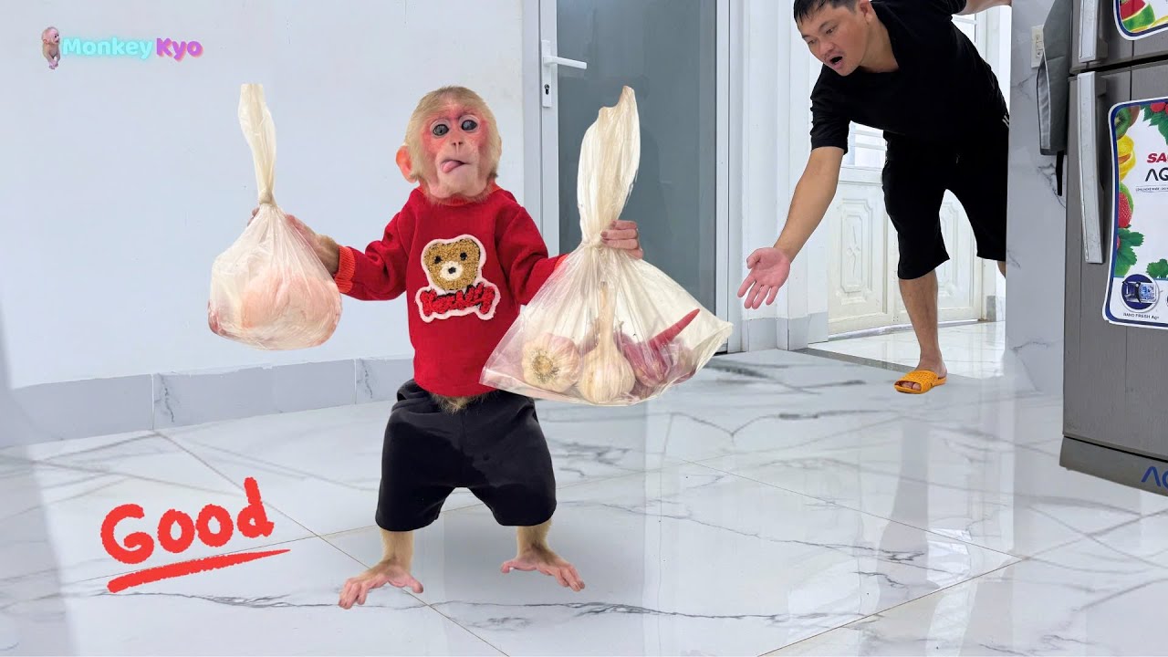 Unbelievable! Monkey Kyo helps dad &ndash; she's super smart!