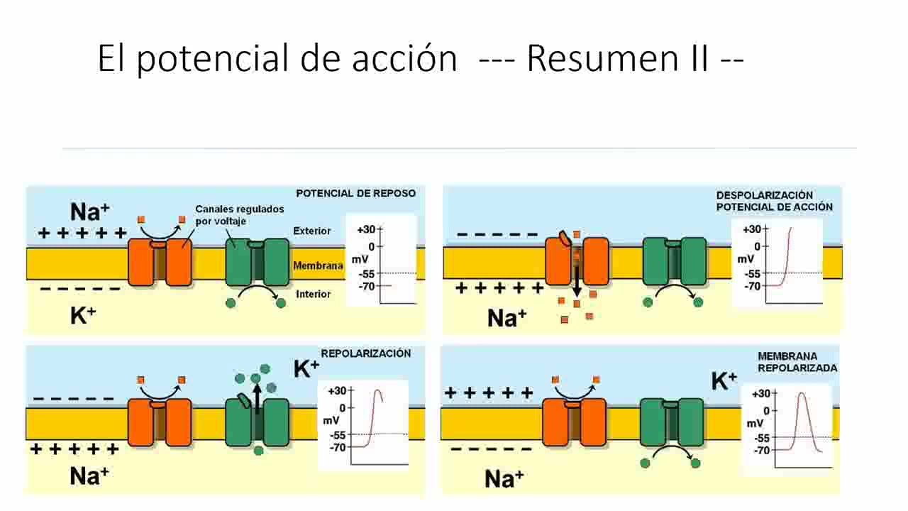 Neurofisiología y Psicofisiología A: videoclase sobre Transmisión sináptica 1/2