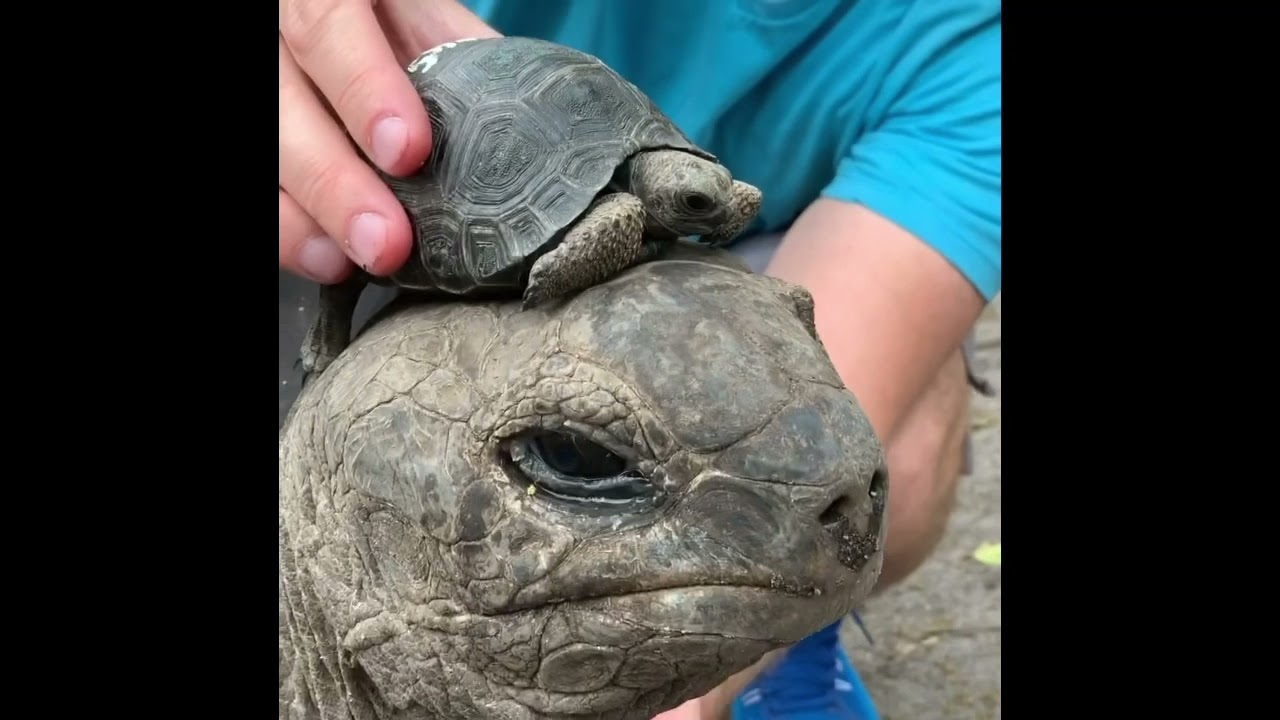 From a baby hatchling to 32 years old giant Aldabra tortoise