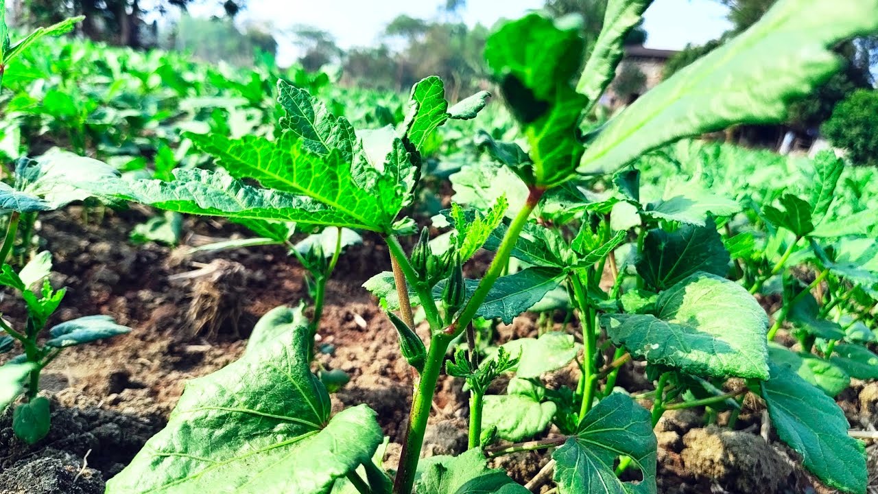 My Okra farm or Ladies Finger farm..Amar vendor bagan