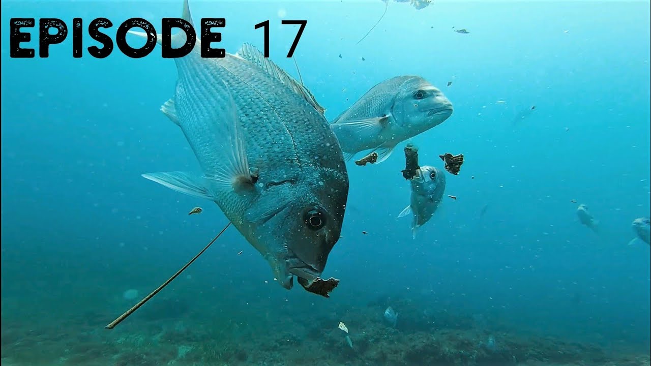 Hand Feeding Pink Snapper | Crayfish off Bunbury W.A. | EP17