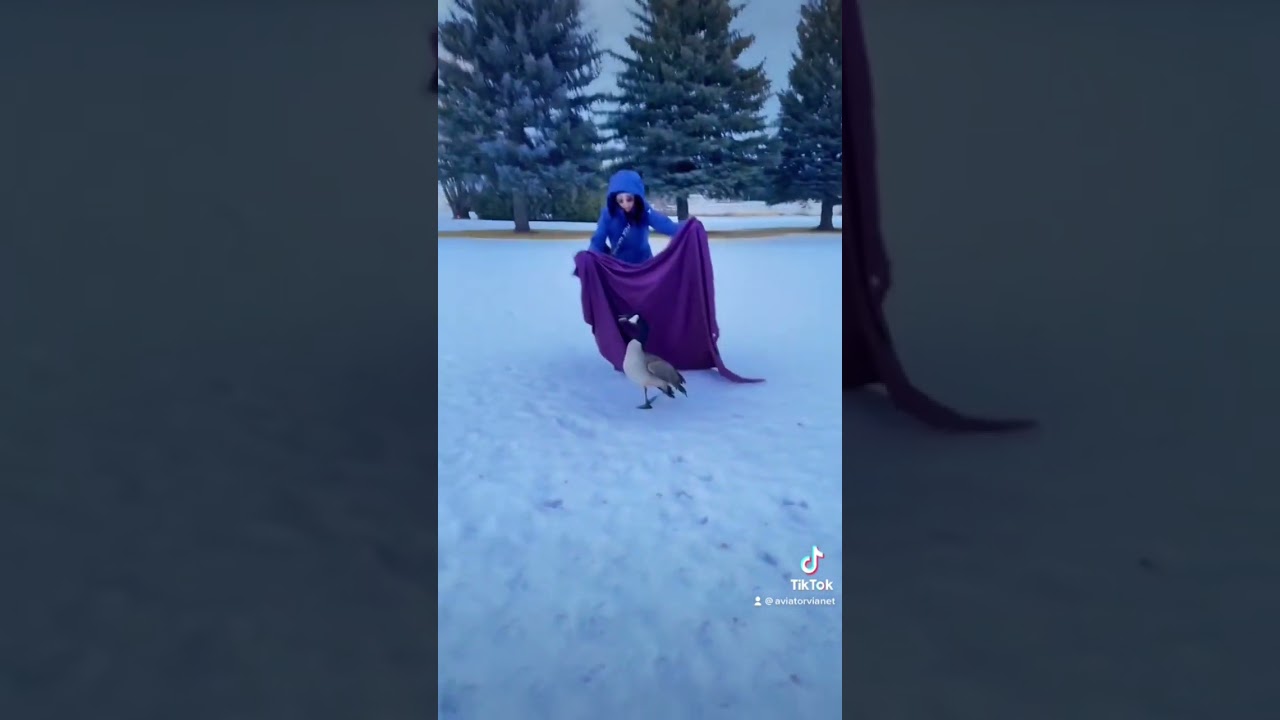 Part.2 Rescuing Injured Goose. #goose #canadagoose #animalrescue #animal #animalsoftiktok #wildlife