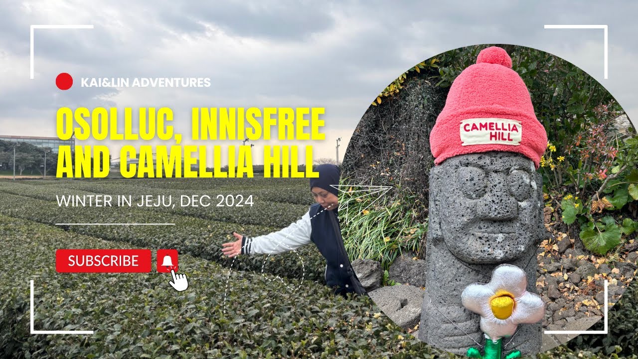 What to do in Winter in Jeju | Osolluc Tea Museum, Innisfree and Camellia Hill