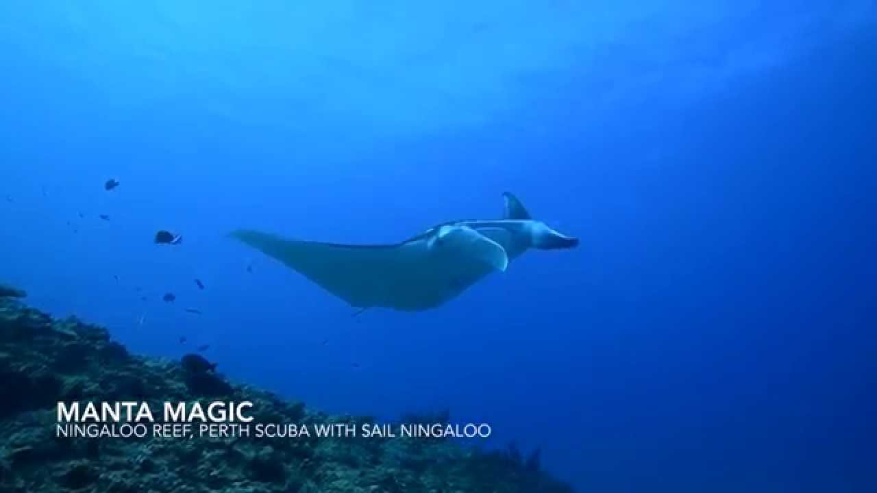 Manta Ray Magic encounter at Ningaloo Reef