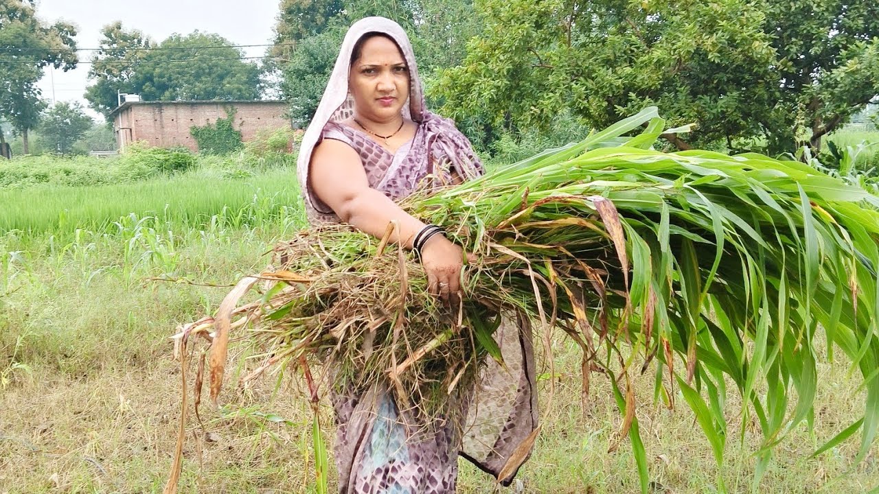 चरी की फसल की कटाई 🌿🌿🌿🌿🌿🌿🌿#jaidmeel 