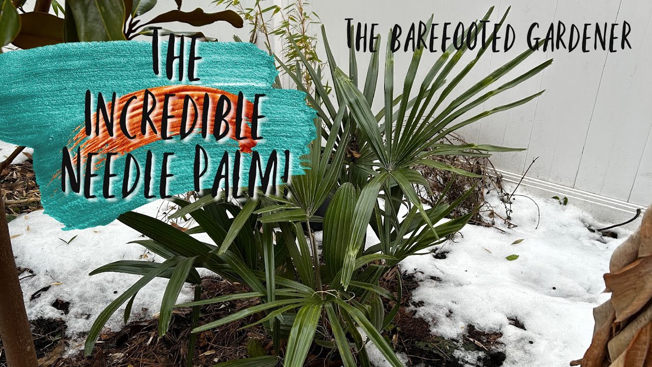 Palm Sundays: Needle Palm | The Barefooted Gardener 