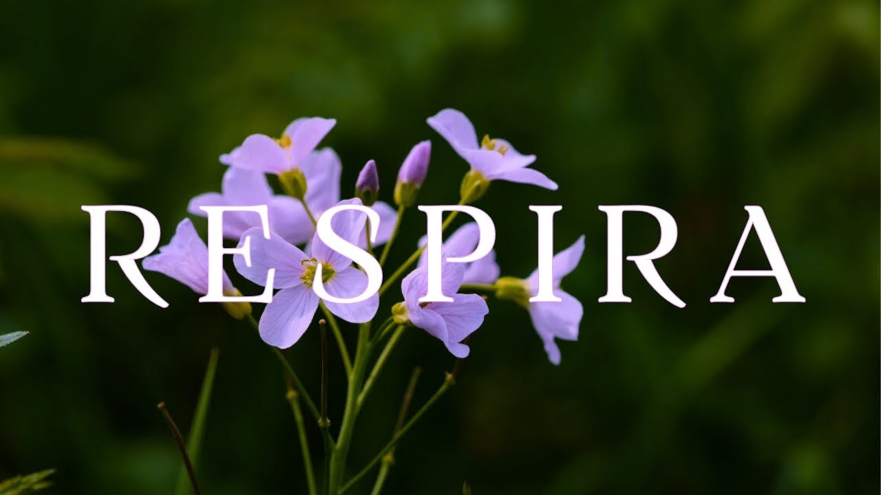 RESPIRA 🌿 Música Relajante para Calmar la Ansiedad y Liberar el Estrés