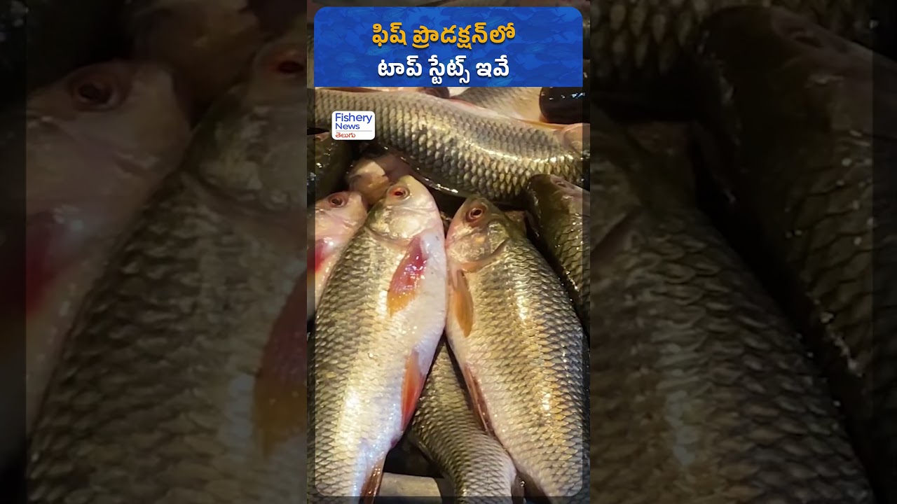 Andhra Pradesh Tops Fish Production |  Fish Production Data You Must Know | Fishery News Telugu