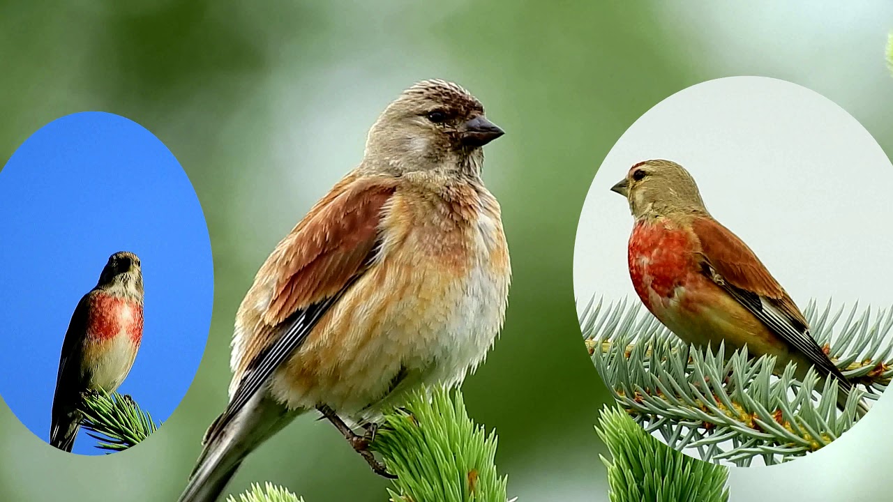 Piękno Przyrody cz  114 Płoskie 4k Ptaki   Makolągwa  Czeczotka