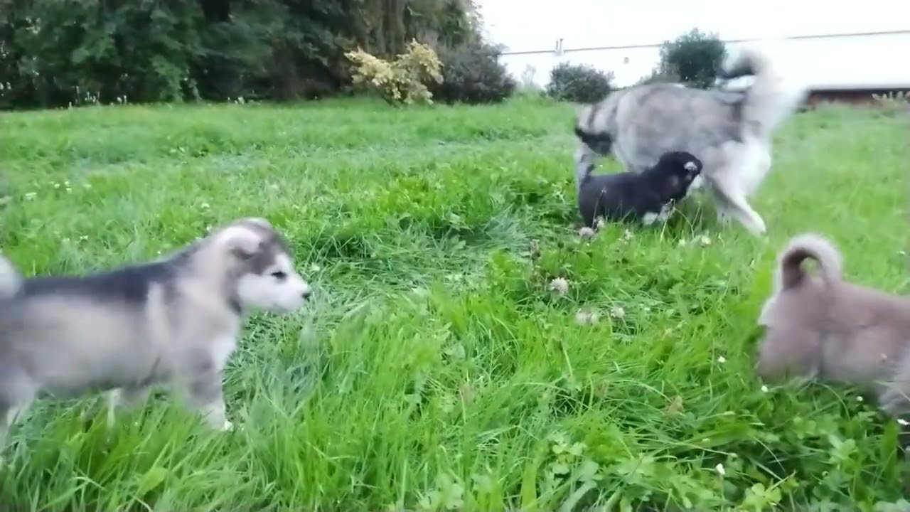 Élevage chiot Malamute, portée 2025