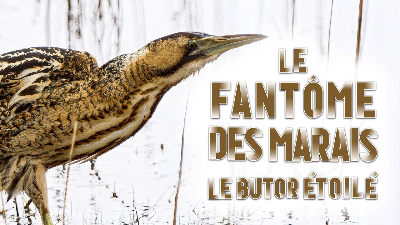 Le fantôme des marais enfin filmé : Le butor étoilé