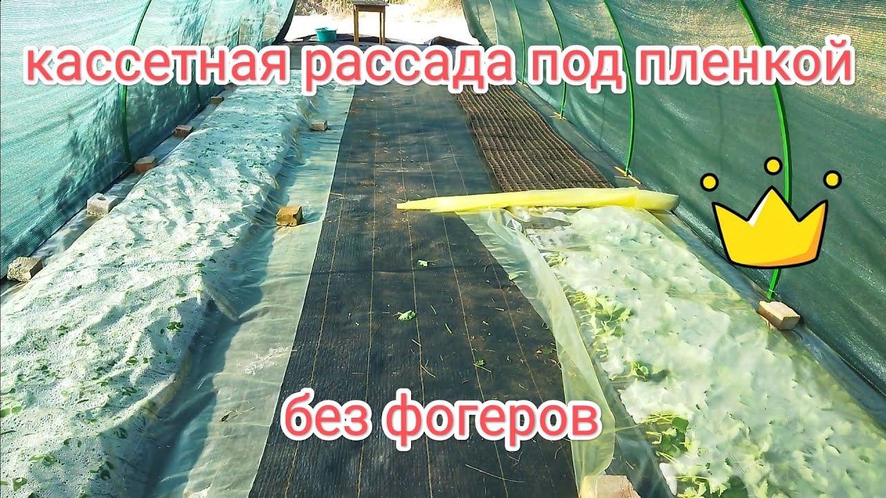 Кассетная рассада под пленкой без фогеров 