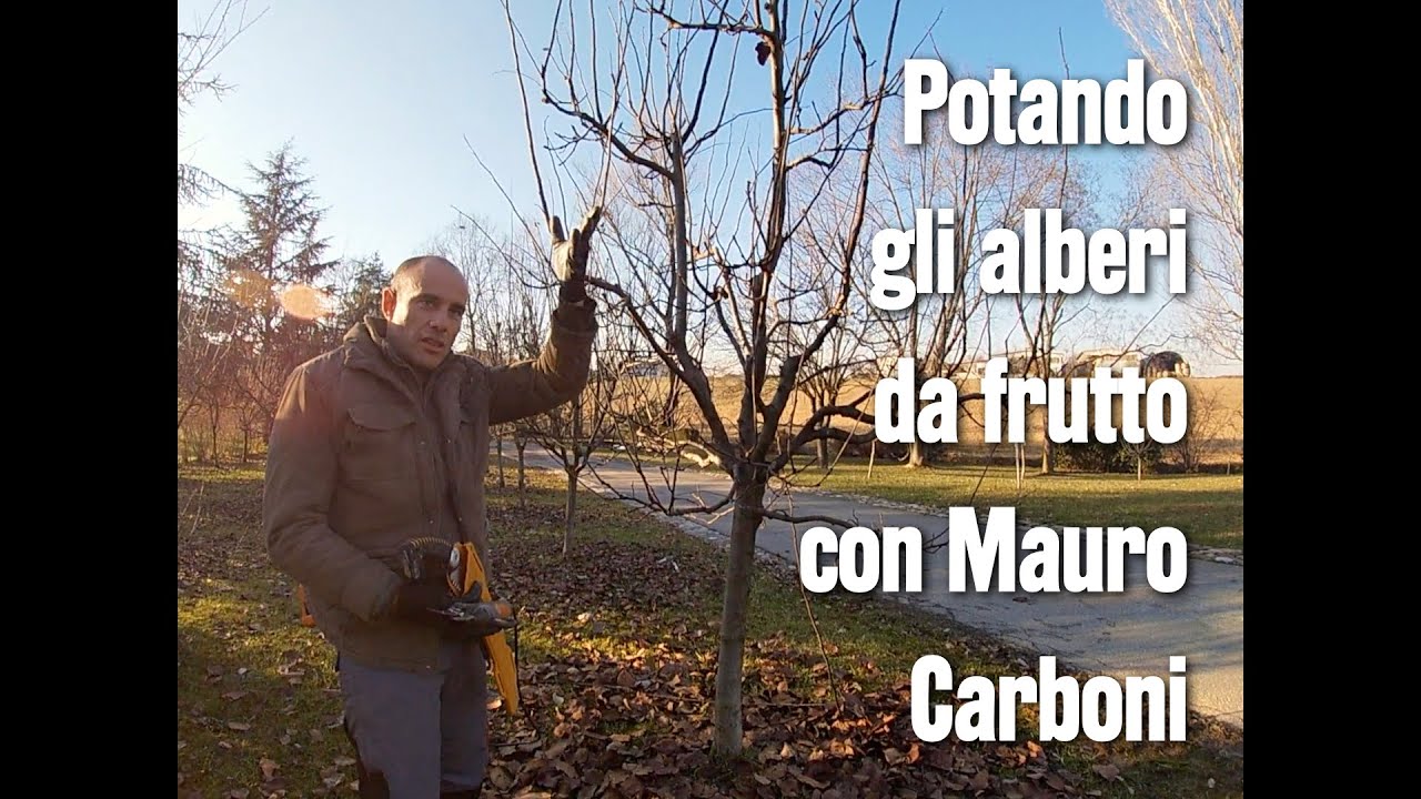 Potando gli alberi da frutto [L'agronomo non dorme MAI – 11ª puntata]