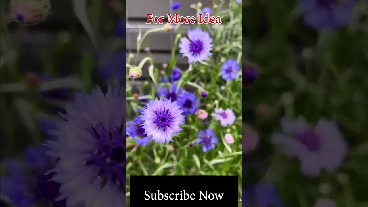 Purple Flower Garden Design Ideas | How to Decorate Your Garden with Stunning Purple Flowers