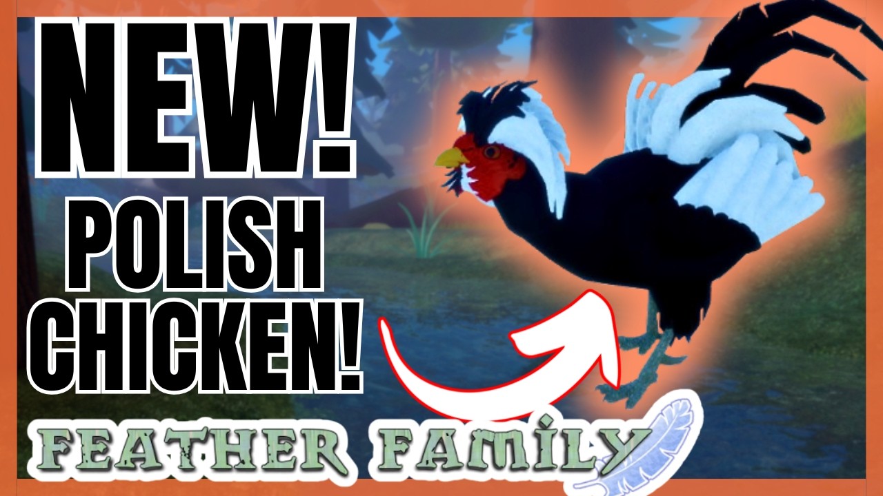 New Polish Chicken in Feather Family! 🐔🇵🇱