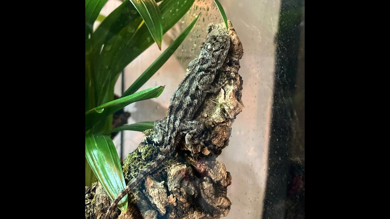 TERANIMAL TV Probuzen&iacute; a krmen&iacute; samičky Sceloporus malachiticus - Legu&aacute;nka malachitov&eacute;ho.