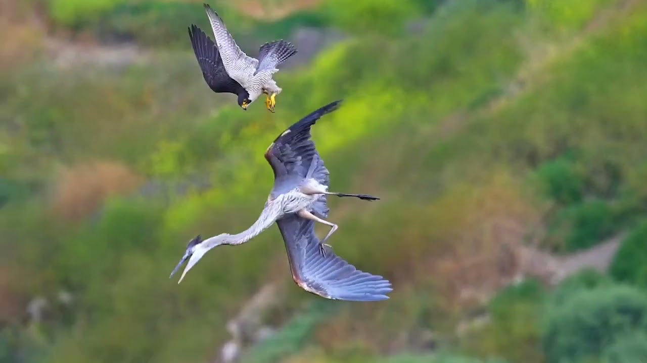 Air battle- peregrine falcon vs great blue heron #falcon