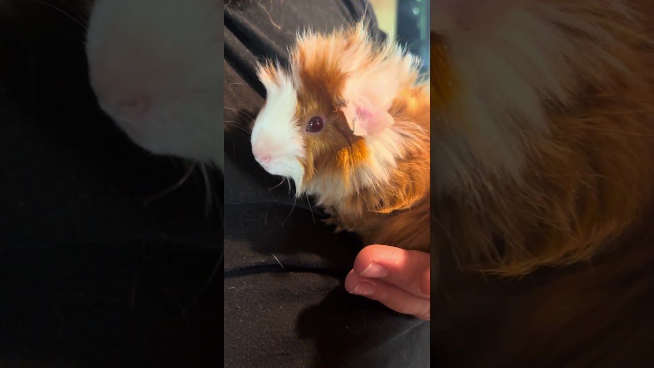 Bringing home Memphis! #guineapiglovers #guineapighome #peruvianguineapig