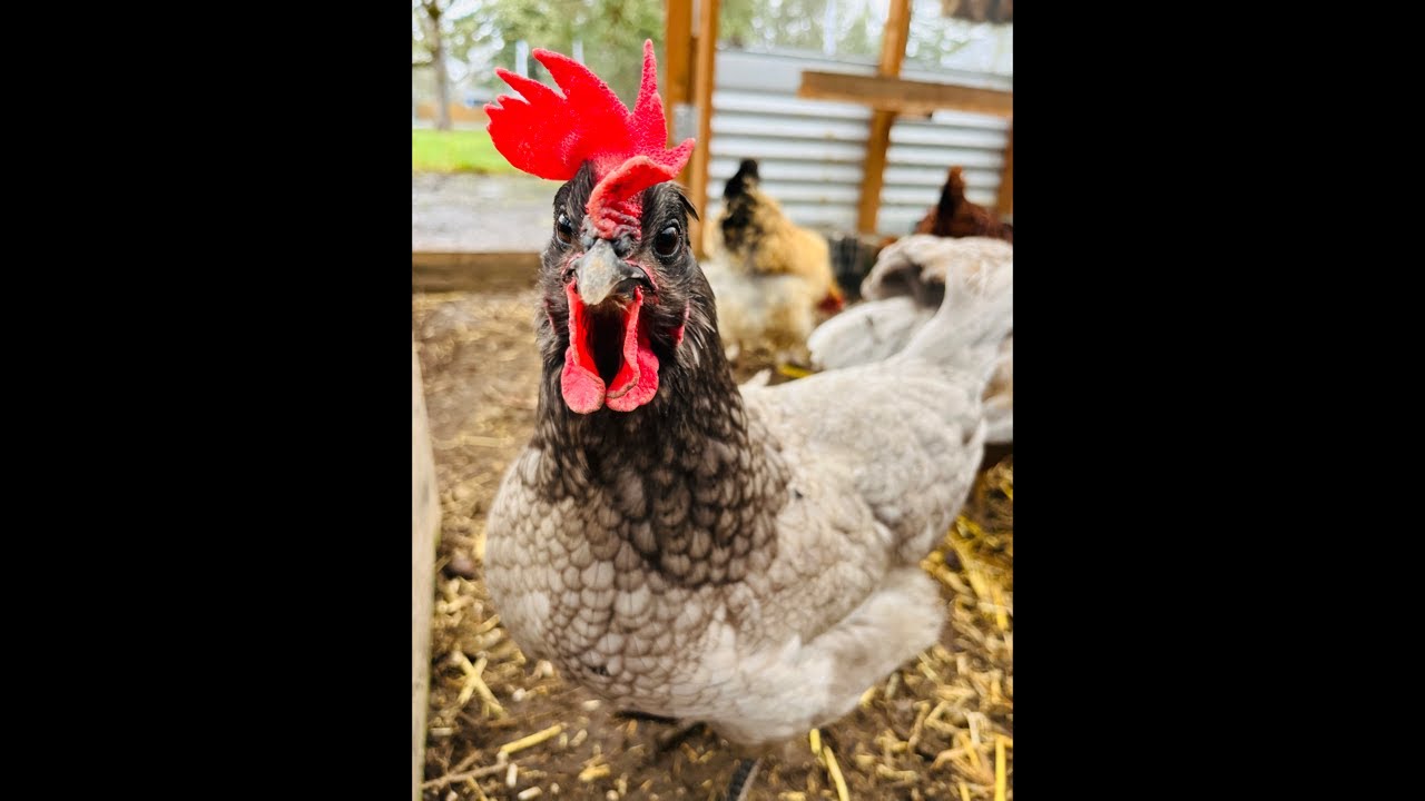Clucky Chickens Live! Come Listen To My Chickens On This Rainy Day ~ Relaxing