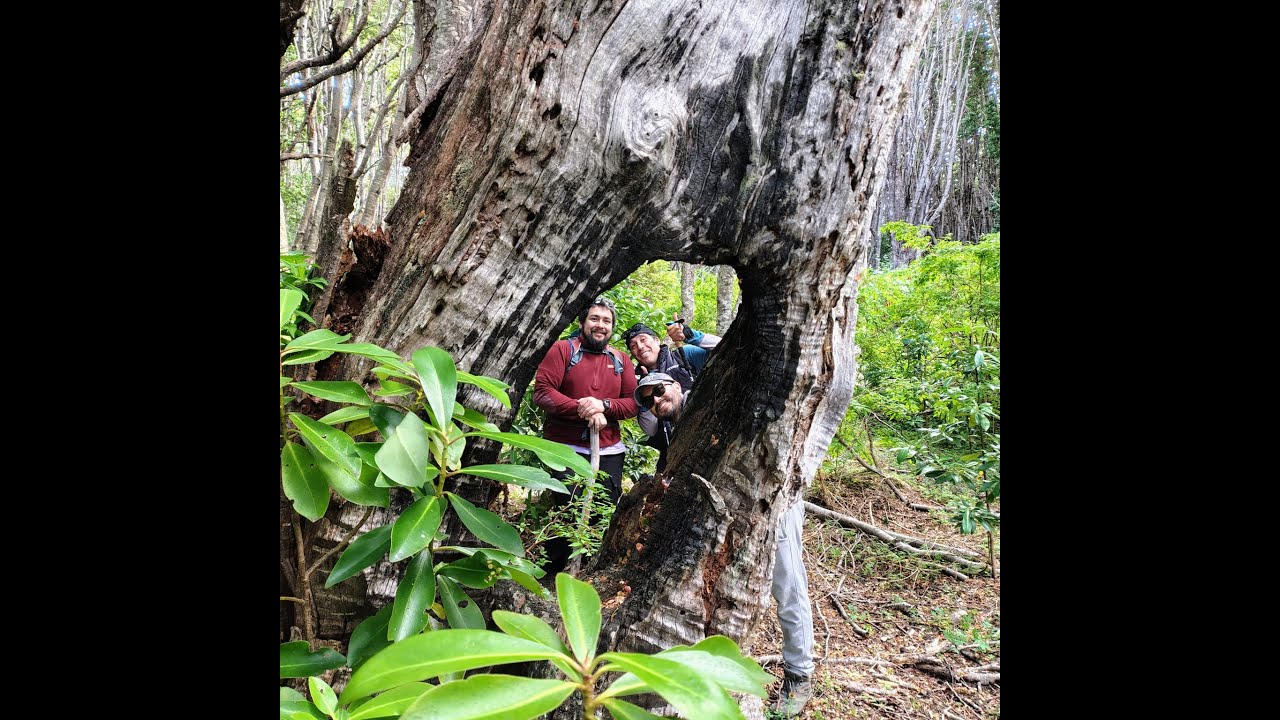 Trekking a Bahía el Águila