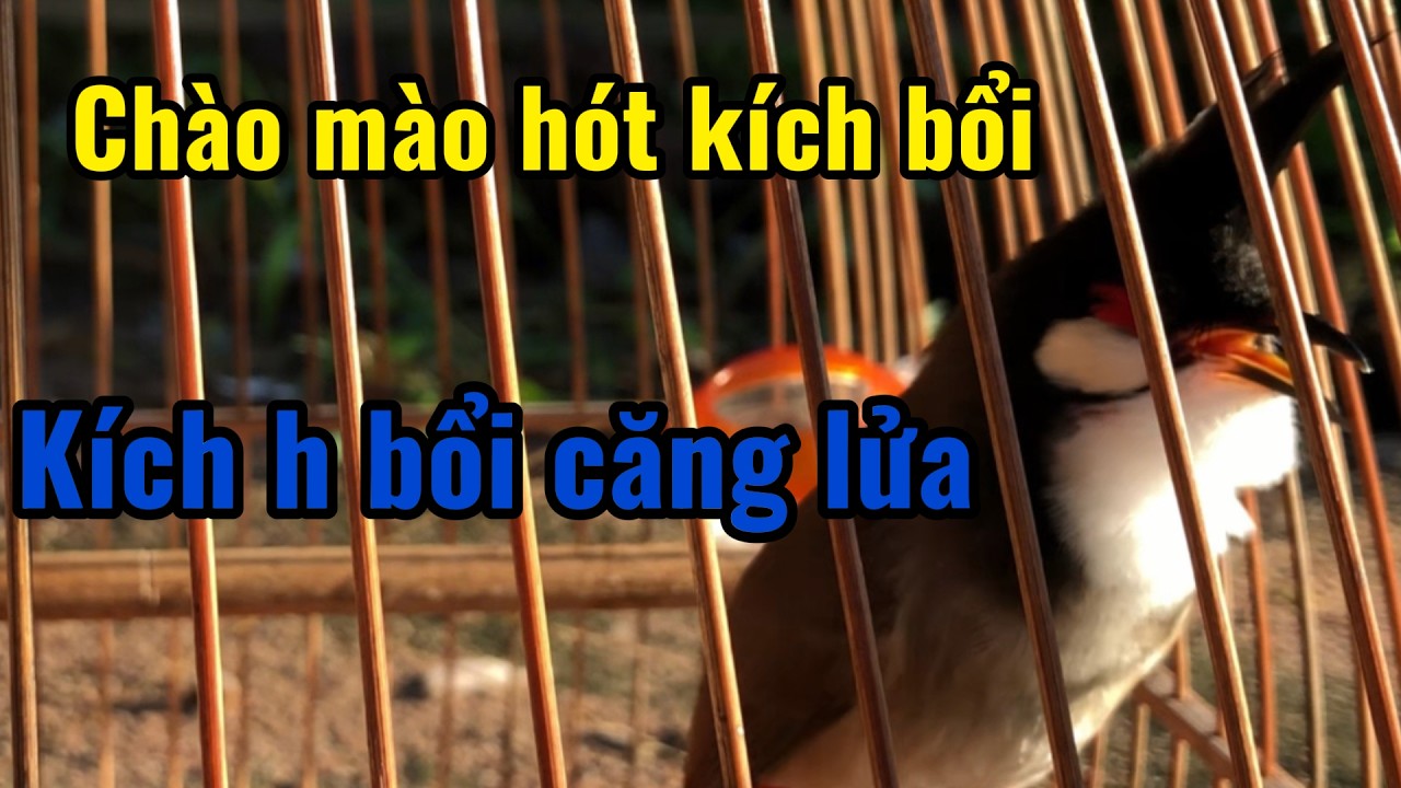 chào mào hót sáng dìu chim yếu lửa | luyện chào mào hót sáng