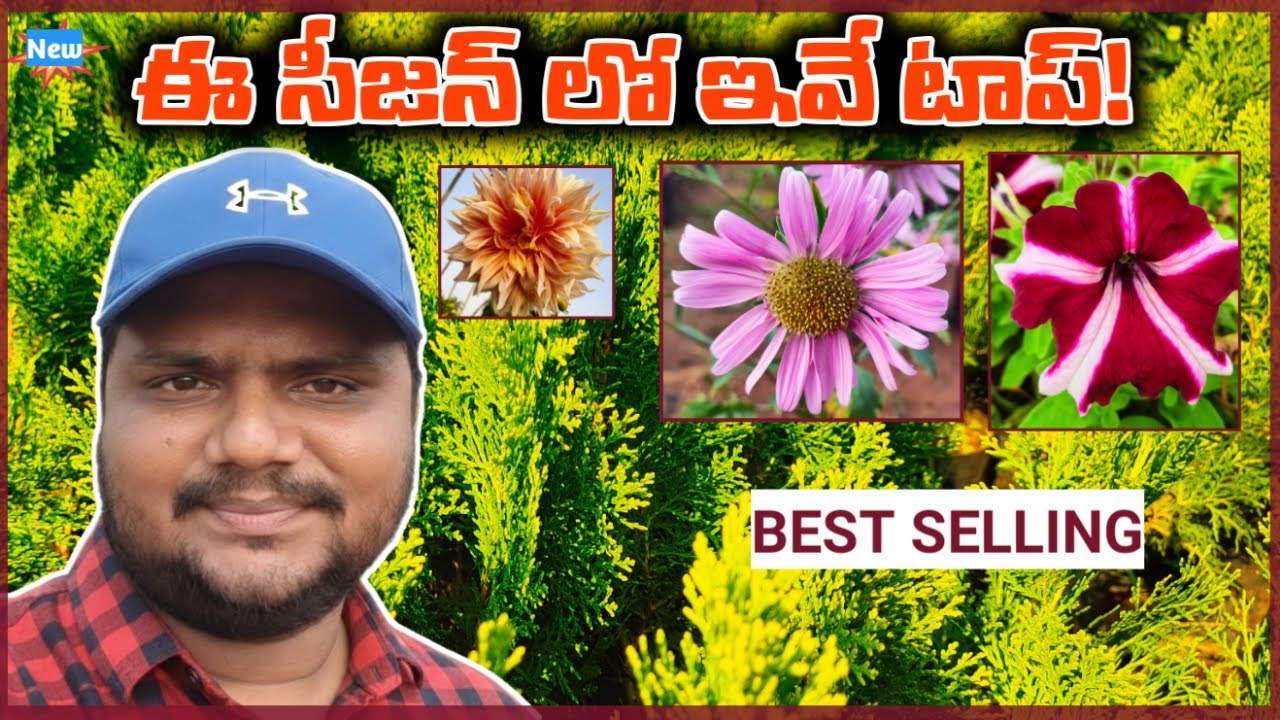 ఈ సీజన్‌లో పూసే టాప్ పూల మొక్కలు | Seasonal Flowers & Plants Special Beginners కి బెస్ట్! #asplants