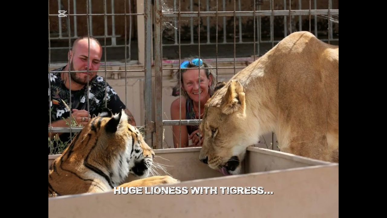 Lion vs tiger size comparison…