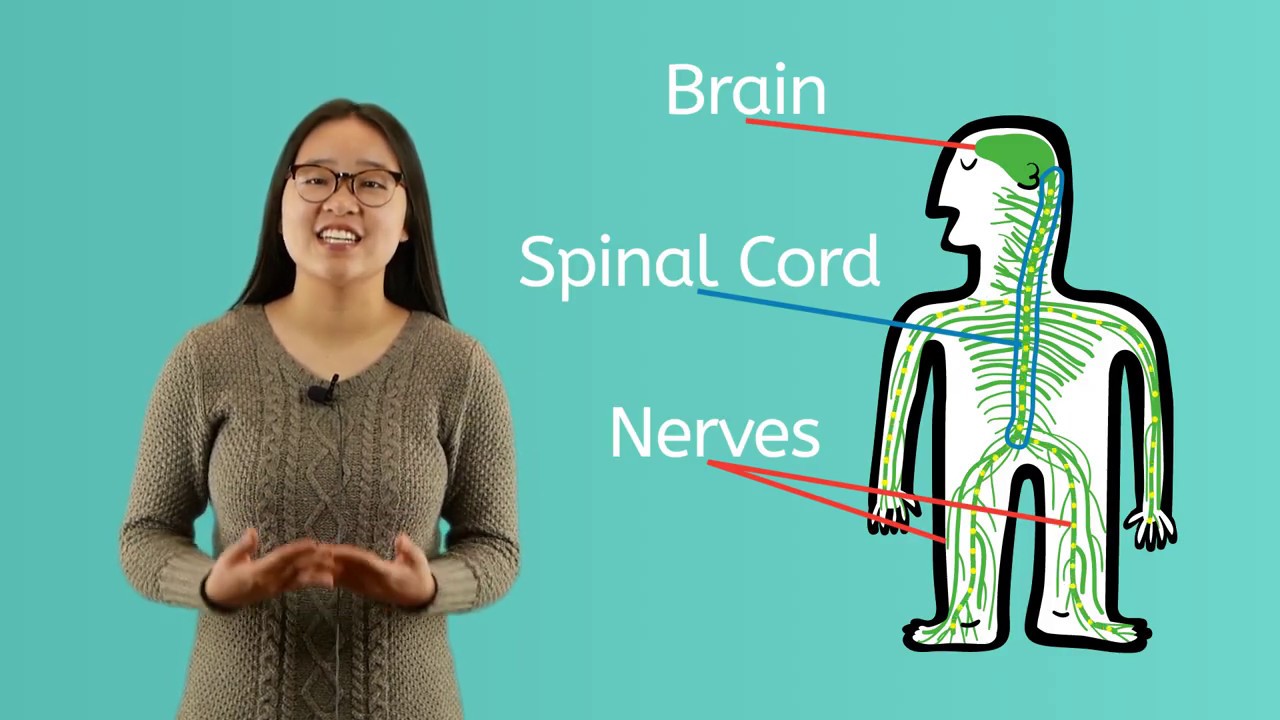 What are the Systems of the Human Body?