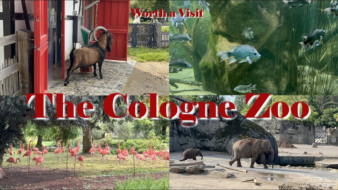 Worth a Visit: the Cologne Zoo