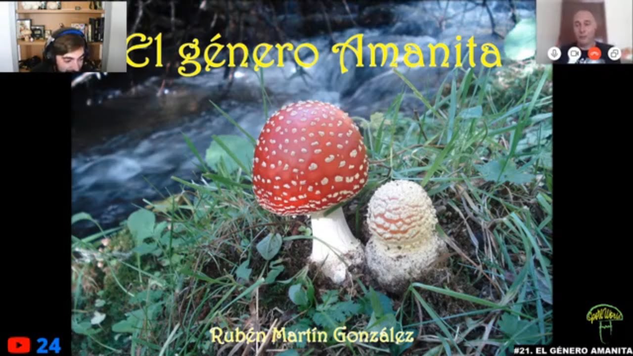 #21.🔺 EL G&Eacute;NERO AMANITA. CURSO DE MICOLOG&Iacute;A 🍄🍄🍄