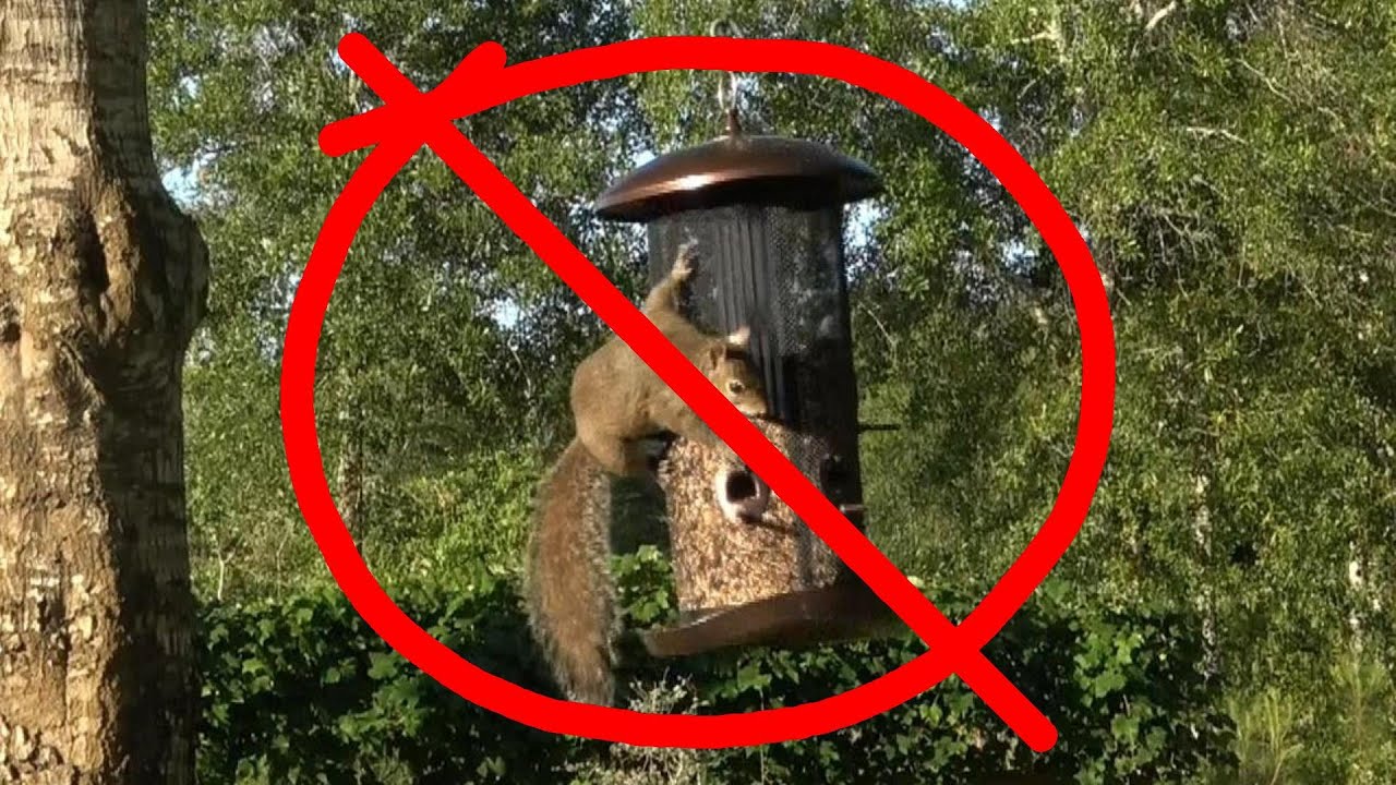 How to Setup the PERFECT Squirrel Proof Bird Feeder!