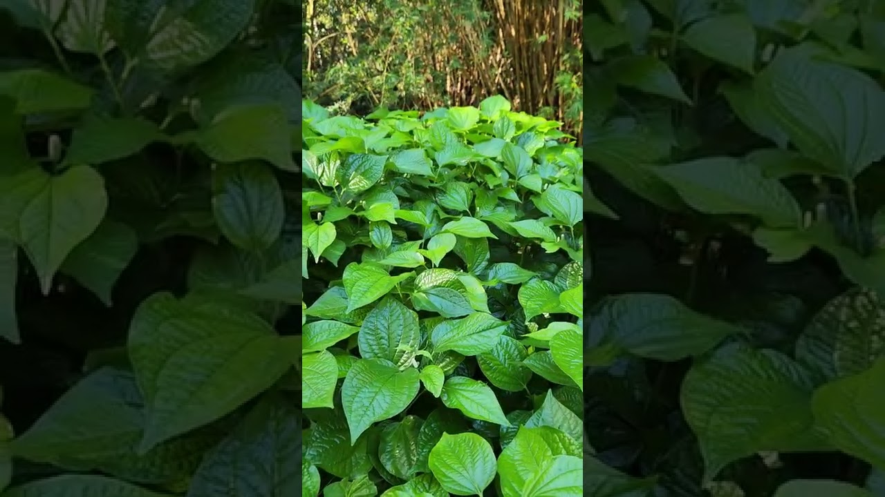 Gainesville, Florida, A Thai vegetable, Piper sarmentosum at the Kanapaha botanical garden.