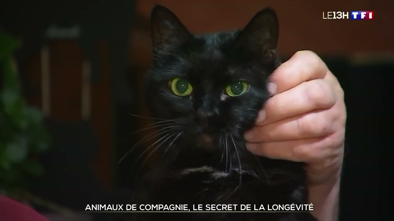 Animaux de compagnie, le secret de la longévité ?
