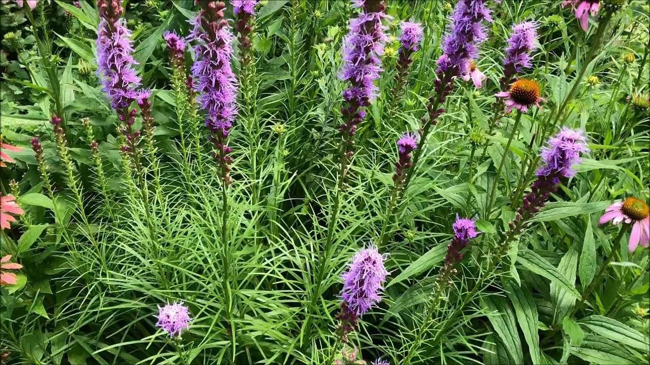 Liatris