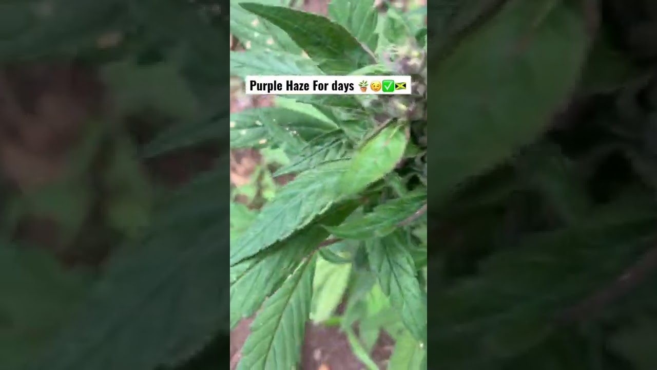 Growing Purple Haze Otherwise Know As Purple Skunk 🦨 | Marijuana Plant 🪴
