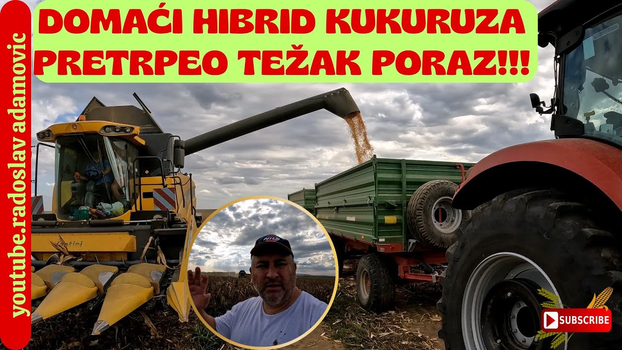 DOMAĆI HIBRID IPAK DOŽIVEO DEBAKL!!! KUKURUZ 2025 ; THE DOMESTIC HYBRID STILL EXPERIENCED A DEBACLE!
