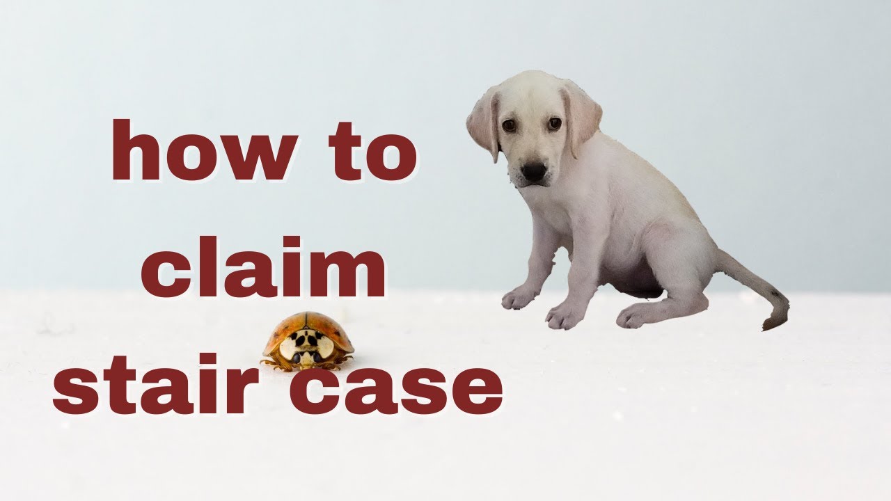 how to claim stair case/ maara/ Labrador puppy.
