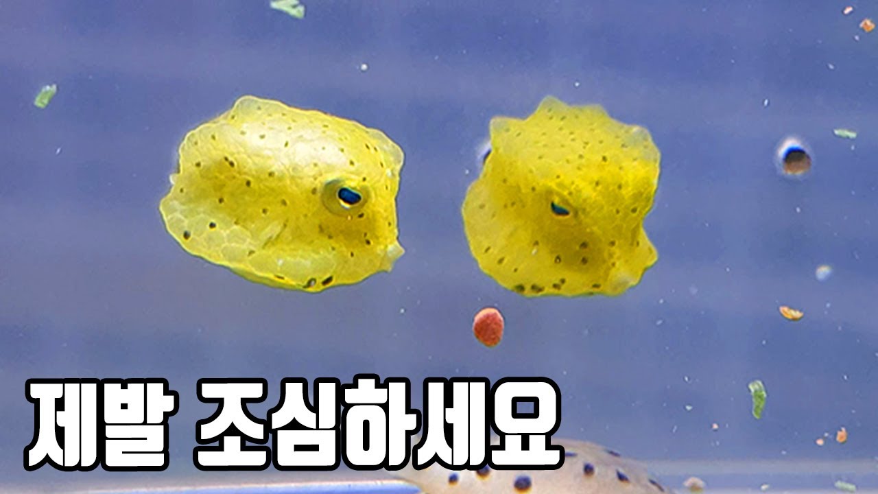 만만하게 봤다가 큰코다치는 해수어 8가지 [해수인tv BADA]